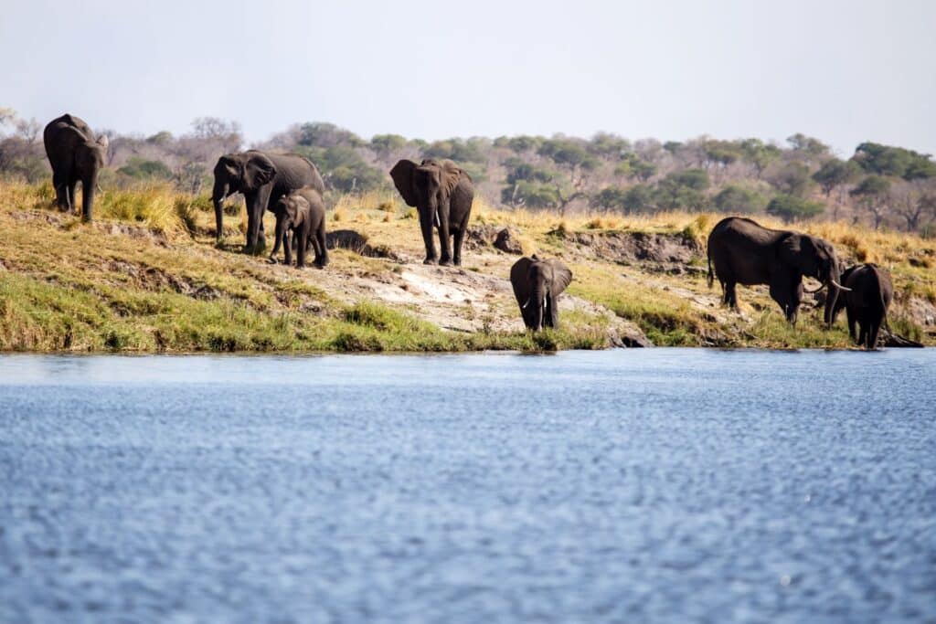 Voyage au Botswana : comment s’y préparer ?