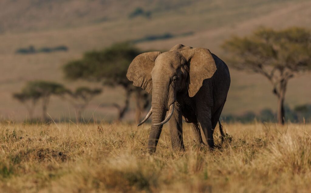 Safari en Afrique : une expérience au service de la nature et du bien-être