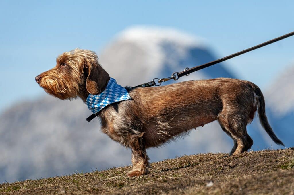 Où partir en France avec un chien en mars?